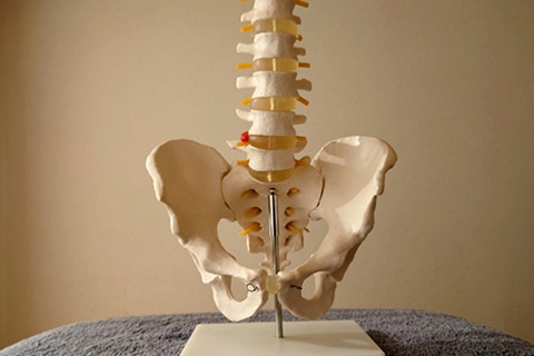 専門知識に基づいたカイロプラクティック